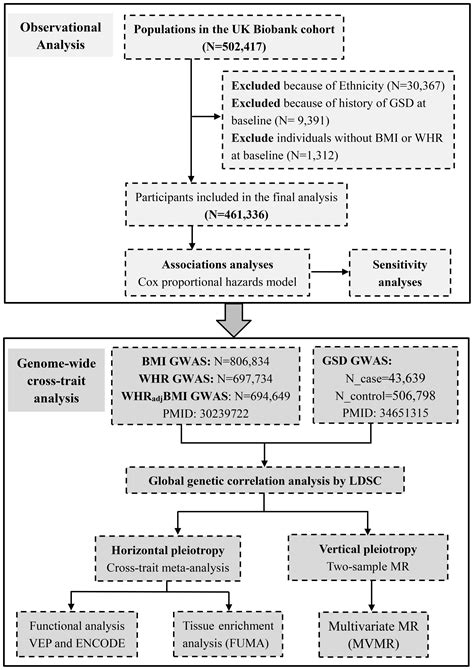 Frontiers Independent Association Of General And Central Adiposity