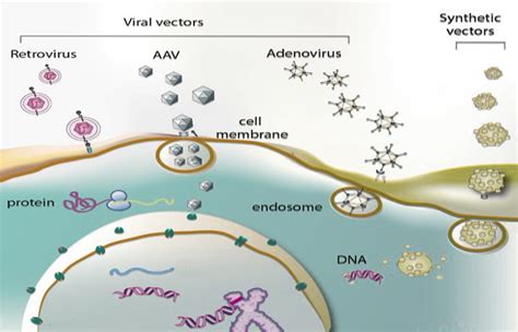 Research Viral Vectors And Vaccines Bioprocessing Group