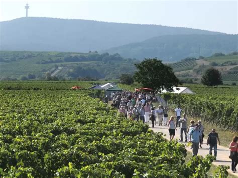 Kulinarische Weinwanderung Durch Das Schwarze Kreuz Freinsheim