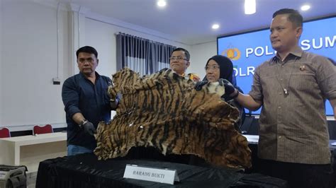 Jual Kulit Harimau Kepada Polisi Dua Warga Karo Diringkus