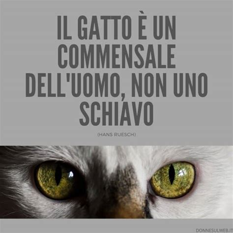 Frasi belle sui gatti Citazioni divertenti sugli animali più