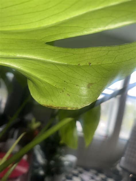 Peppermint Plant Turning Purple Falling Over R Plantclinic