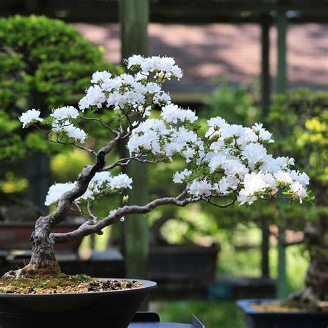 Beautiful Bonsai Tree