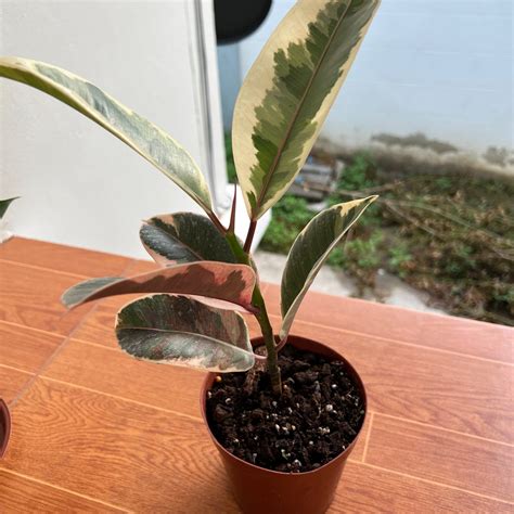 🌞 Your Ficus Decoras Light Requirements