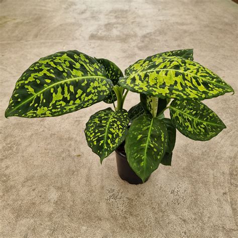 Dieffenbachia Amoena Reflector New Addition To Our Collection