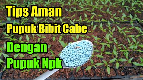 Cara Pupuk Cabai Sinautani