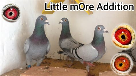 Racing Pigeons New Pigeon Loft New Addition Of Racer Pigeon Kalapati