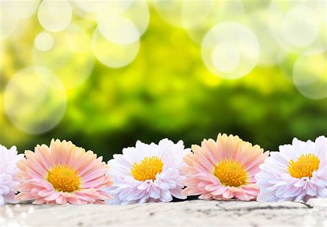 Details Background Images Hd Flowers Abzlocal Mx