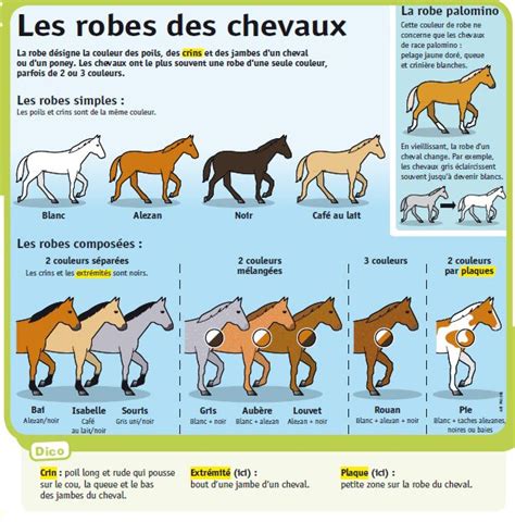 Pingl Sur Cheval Cheval Galop Robe Cheval Cheval