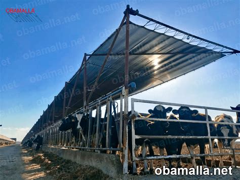 La Malla Sombra Para El Cuidado Del Ganado OBAMALLA