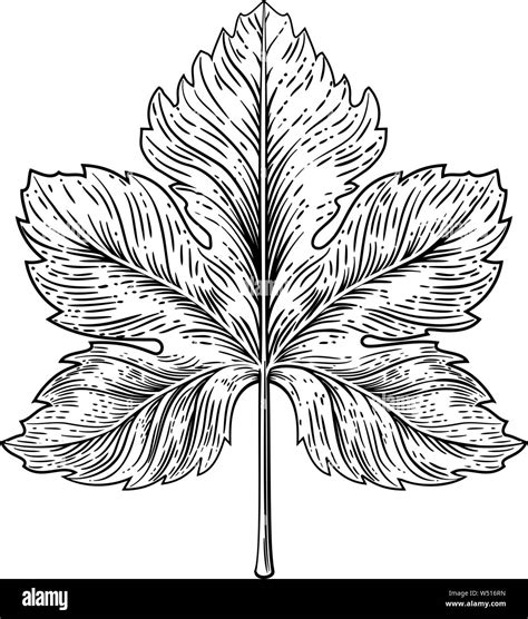 Grape Leaf Drawing