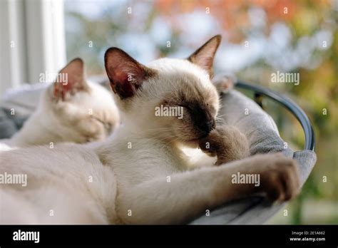 Siamese Cats Hi Res Stock Photography And Images Alamy