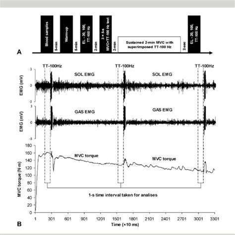 Maximal Voluntary Contraction MVC Torque A And Central Activation