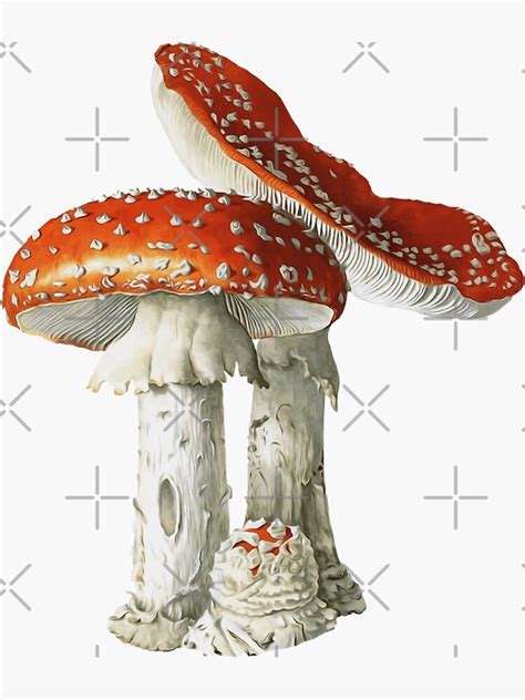 Vintage Amanita Muscaria Sticker For Sale By Artemisxluna Redbubble