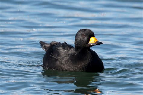 Black Scoter Audubon Field Guide