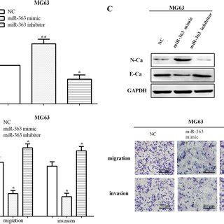 Mir Inhibited Migration Invasion And Emt Of Osteosarcoma Cells A