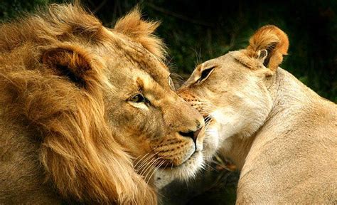 Lion Artwork Lion Are In Love