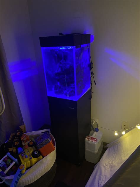 20 Gallon Salt Water Aquarium For Sale In Joliet IL OfferUp