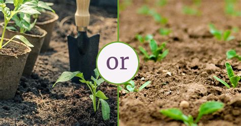 Transplanting Vs Direct Seeding Choosing The Best Planting Method