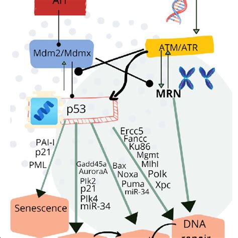 Different pathways activated by P53 in response to DNA damage [25 ... 