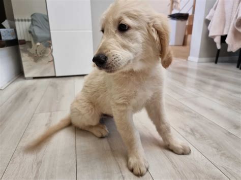 Piesek Szczeniak Golden Retriever Krak W Bie An W Prokocim Olx Pl