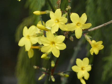 Winterjasmijn Jasminum Nudiflorum Winter Jasmin Jasminu Flickr