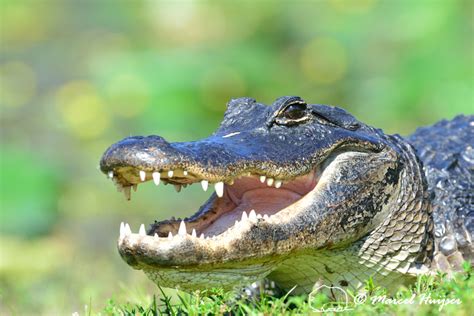 Marcel Huijser Photography | Florida wildlife: American alligator ...