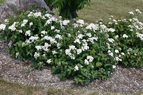 Double Play Blue Kazoo Spirea Spiraea Media Smsmbk In Boston