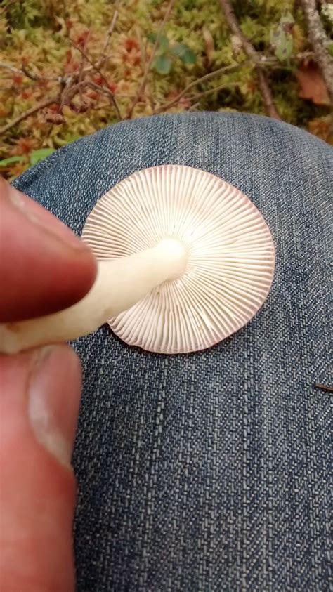 Wild Mushrooms Of Northern Wisconsin From Last October Mushroom