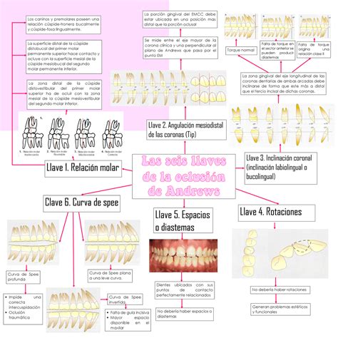 Las Seis Llaves De La Oclusión De Andrews Esquemas Y Mapas