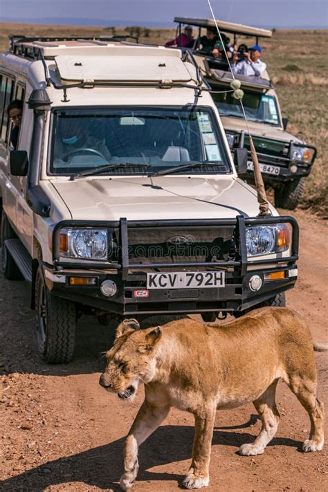 Turistas En La Camioneta Toyota Toyota Del Landcruiser Ven A La Leona