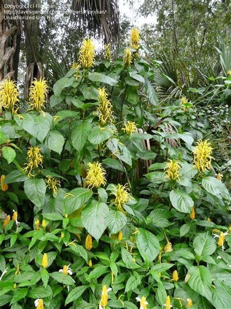 Plantfiles Pictures Justicia Species Yellow Jacobinia Justicia Aurea