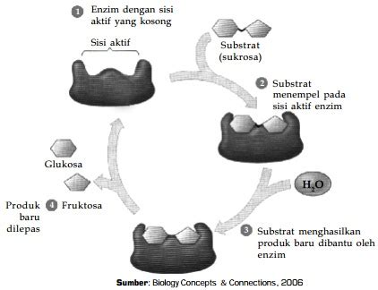 Sifat Enzim dan Struktur Enzim | Bagian Tubuh Enzim
