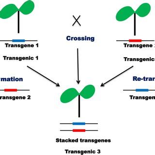 Diagrammatic Representation Of Gene Stacking Using Single DNA Molecule