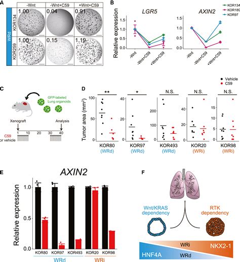 Genotype Phenotype Mapping Of A Patient Derived Lung Cancer Organoid