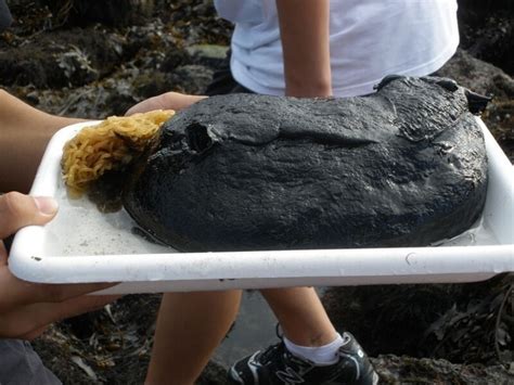 Aplysia Vaccaria The Largest Slug In The World Pictolic