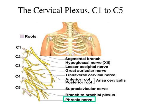 Ppt Spinal Nerve Overview Cervical Plexus Brachial Plexus Anterior ...