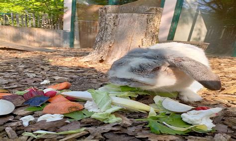 Passeport Nac Lapin Nain Et Cochon D Inde Grand Poitiers Communaut