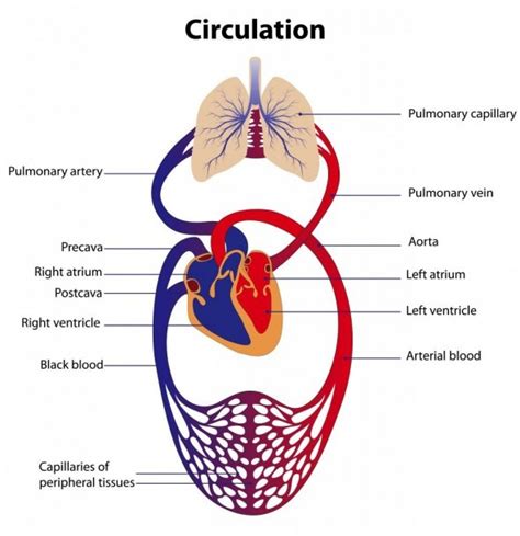 Diagram Of The Circulatory System For Th Grade