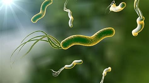 Helicobacter pylori síntomas y qué prueba hacerme para saber si lo tengo