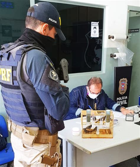 PRF Prende Homem Transportando Animais Silvestres De Forma Irregular