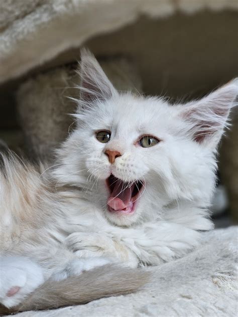 Valerio De L Or Sauvage Chaton Maine Coon Polydactyle Loiret