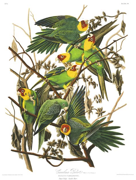 Audubon's "Birds of America" Illustrations are Now Online - Art Docent ...