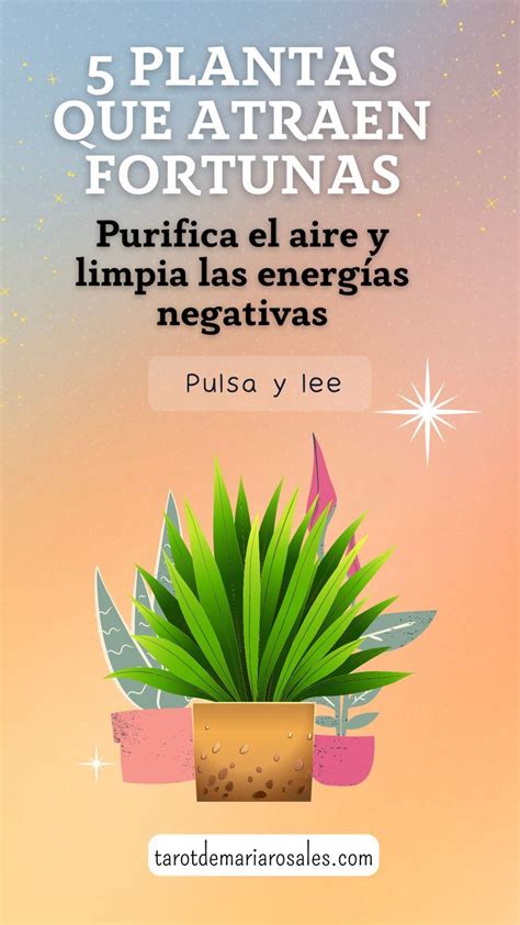 5 Plantas Que Atraen Dinero Prosperidad Y Fortuna A Tu Hogar Artofit