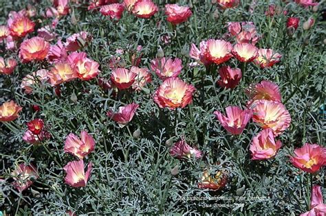 Plantfiles Pictures Eschscholzia California Poppy Rose Chiffon