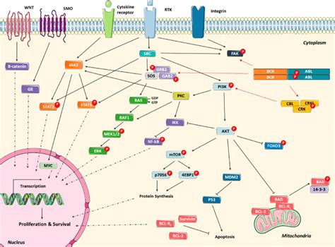 Alternative To Bcr Abl Signaling Network To Evade Bcr Abl