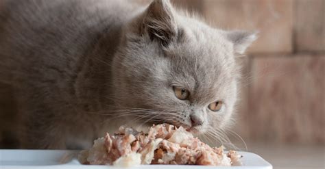 Abuelo Felino Consejos Para Cuidar A Un Gato Anciano En Casa