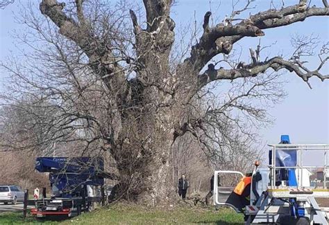 Briga O Spomeniku Prirode Dva Stabla Belog Jasena