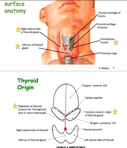 Histology Thyroid Gland Flashcards Quizlet