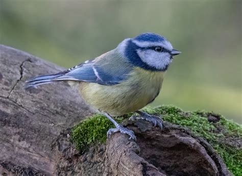 Blue Tit Tony Simpkins Flickr